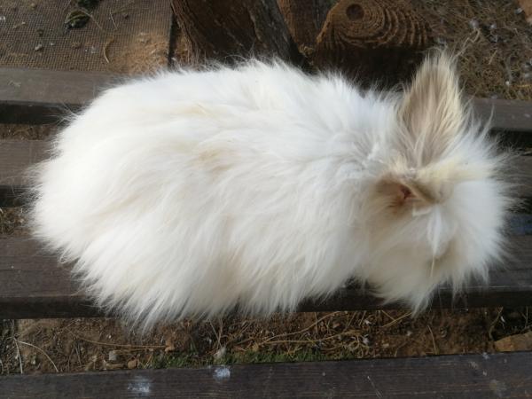 Продается Кролик "Мишка Тедди" (Маленькая Ангора) В два месяца. Цена 300 шекелей